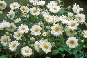 Anemone 'Whirlwind' 